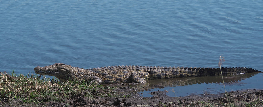 crocodile in the nile