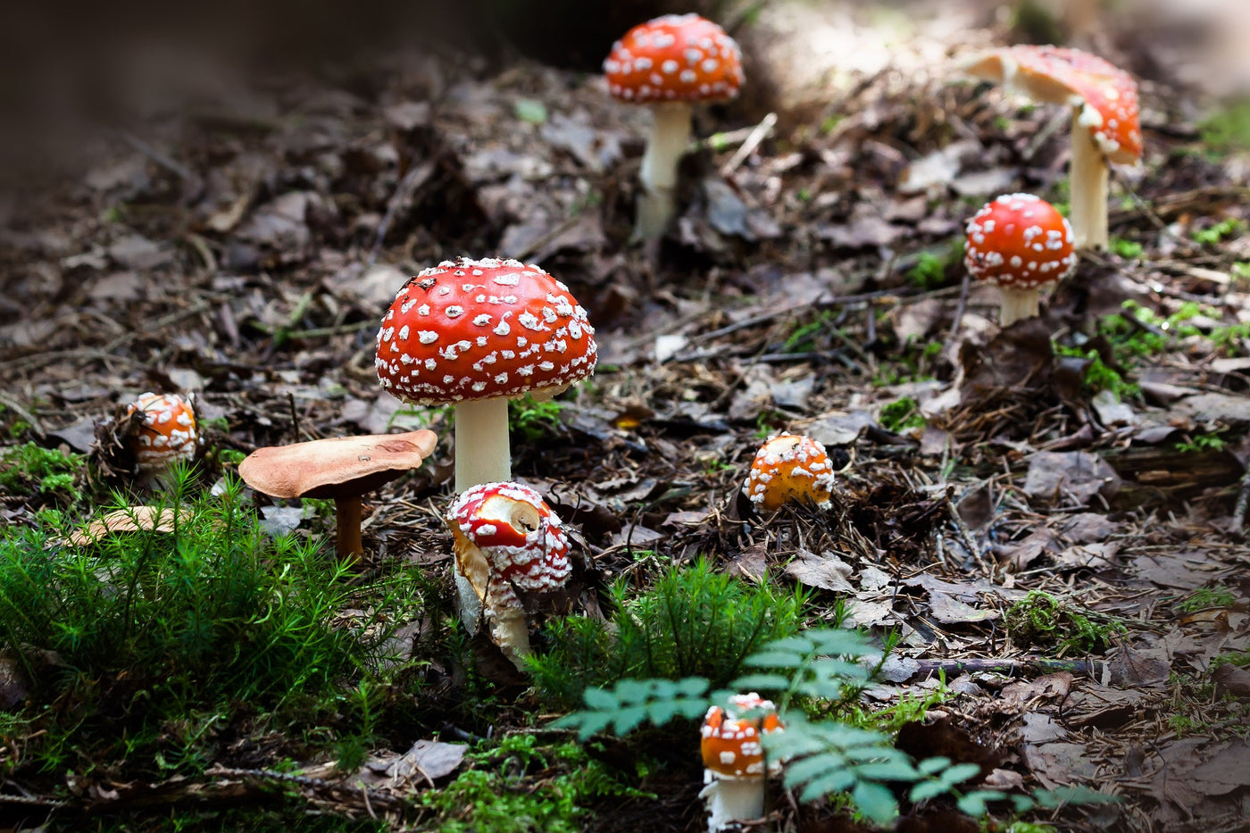 red capped mushrooms