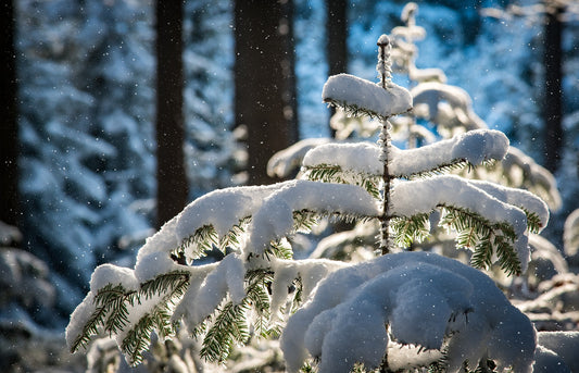 A Journey Through the Northern Woods